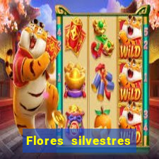 Flores silvestres brasileiras 25